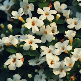 Bacopa Monnieri ingredient in NeuroPrime