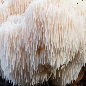 Lion's Mane Mushroom ingredient in NeuroPrime