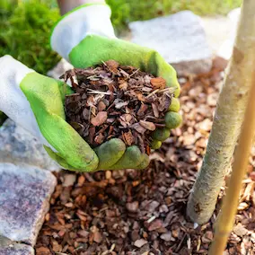 Pine Bark Extract ingredient in NeuroPrime